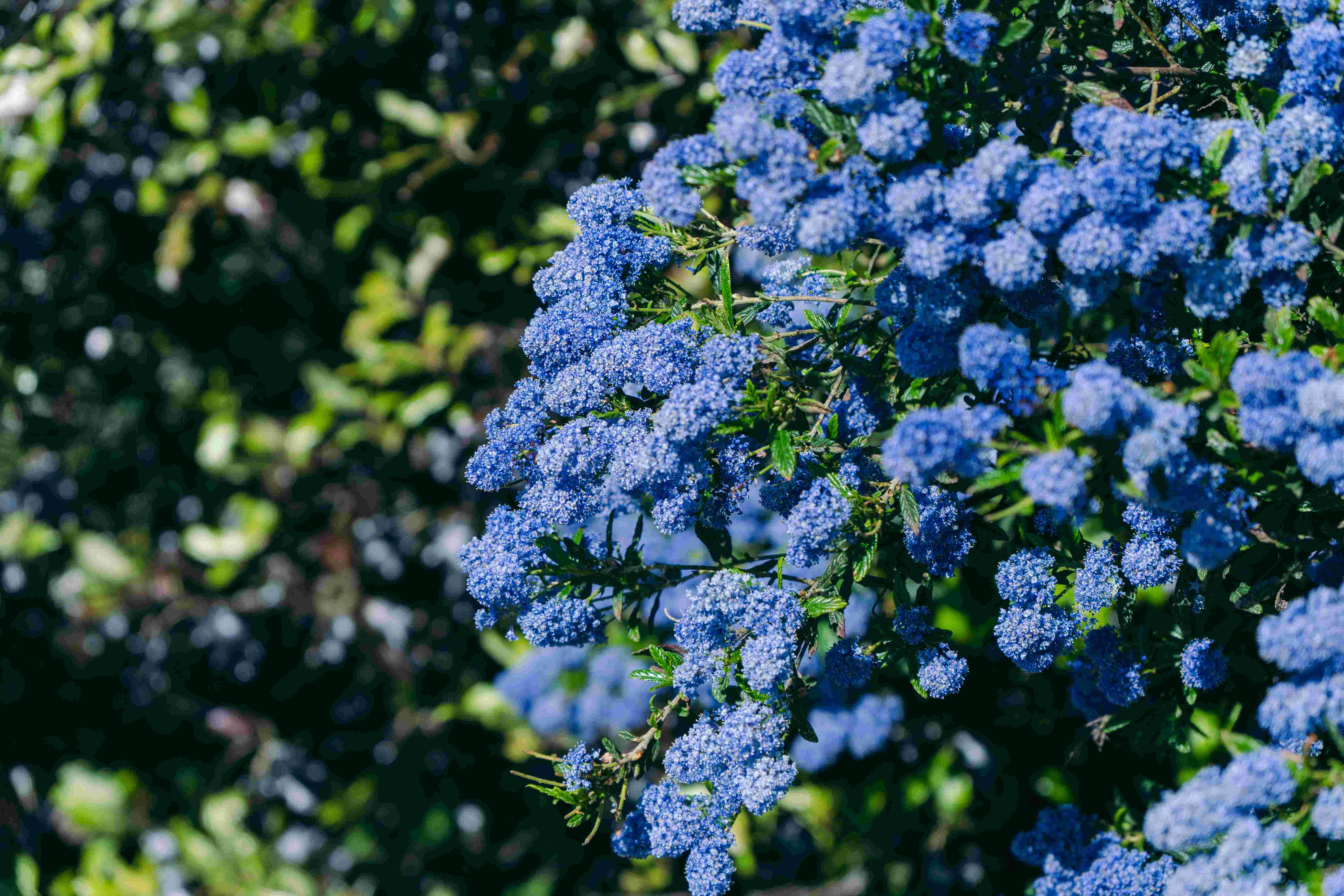 A Bunch of Ceanothus